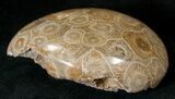 Polished Fossil Coral Head - Morocco #16361-1